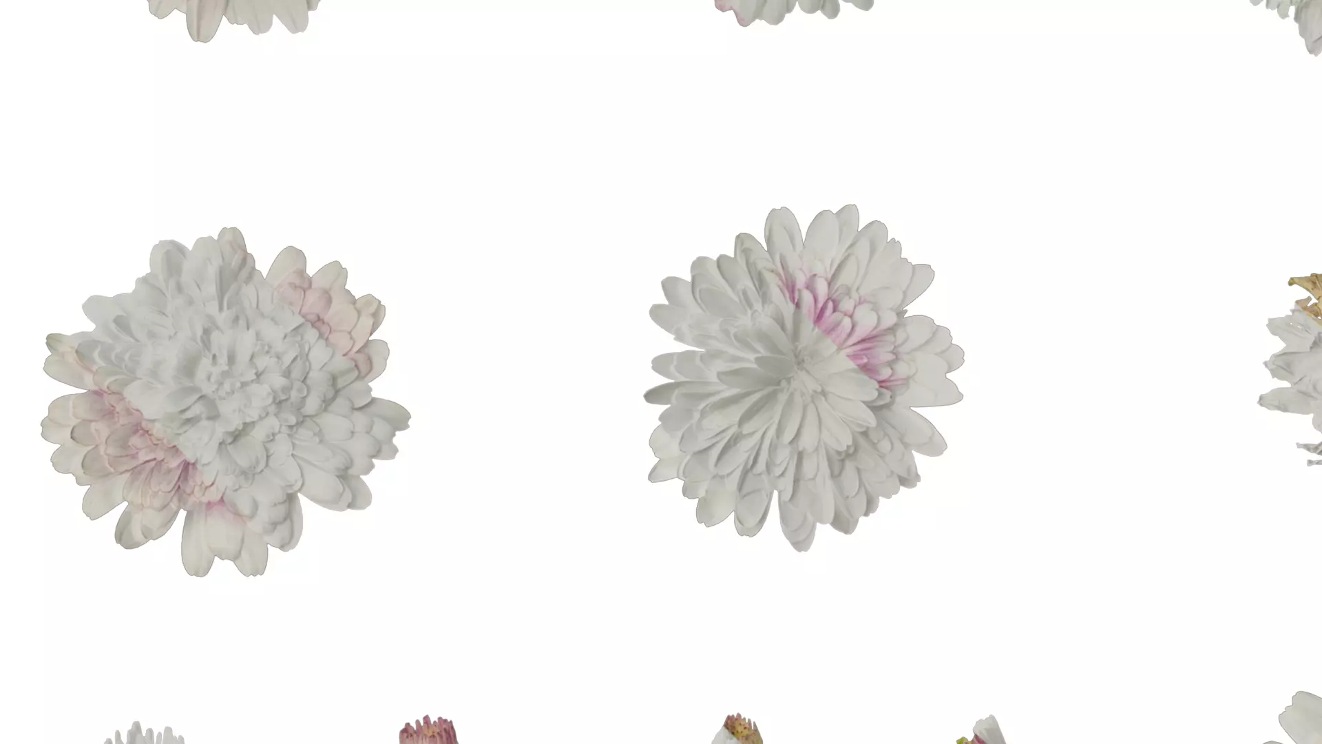 Anydrafts Bellis perennis Atlas 05 Texture_5