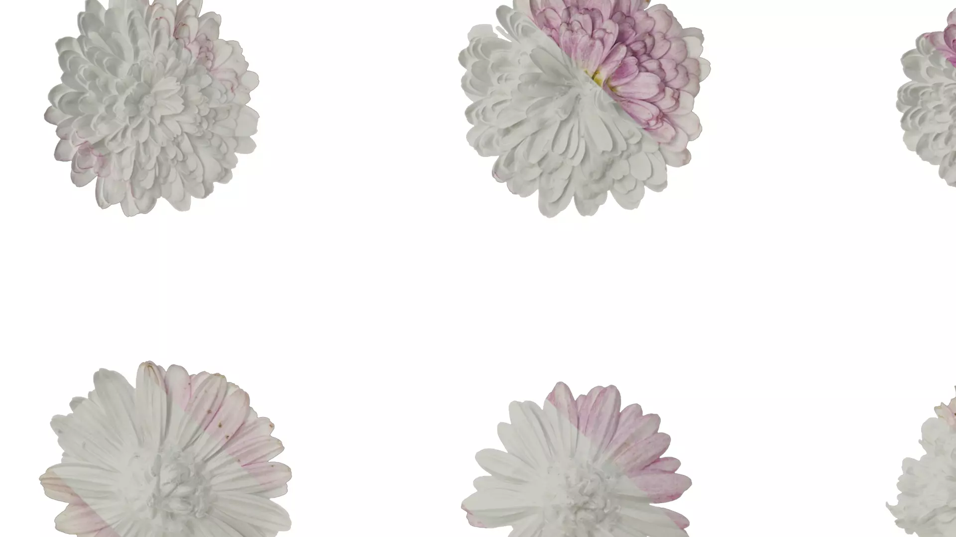 Anydrafts Bellis perennis Atlas 05 Texture_3