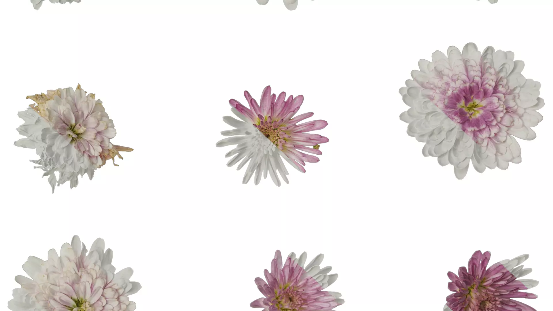 Anydrafts Bellis perennis Atlas 05 Texture_6
