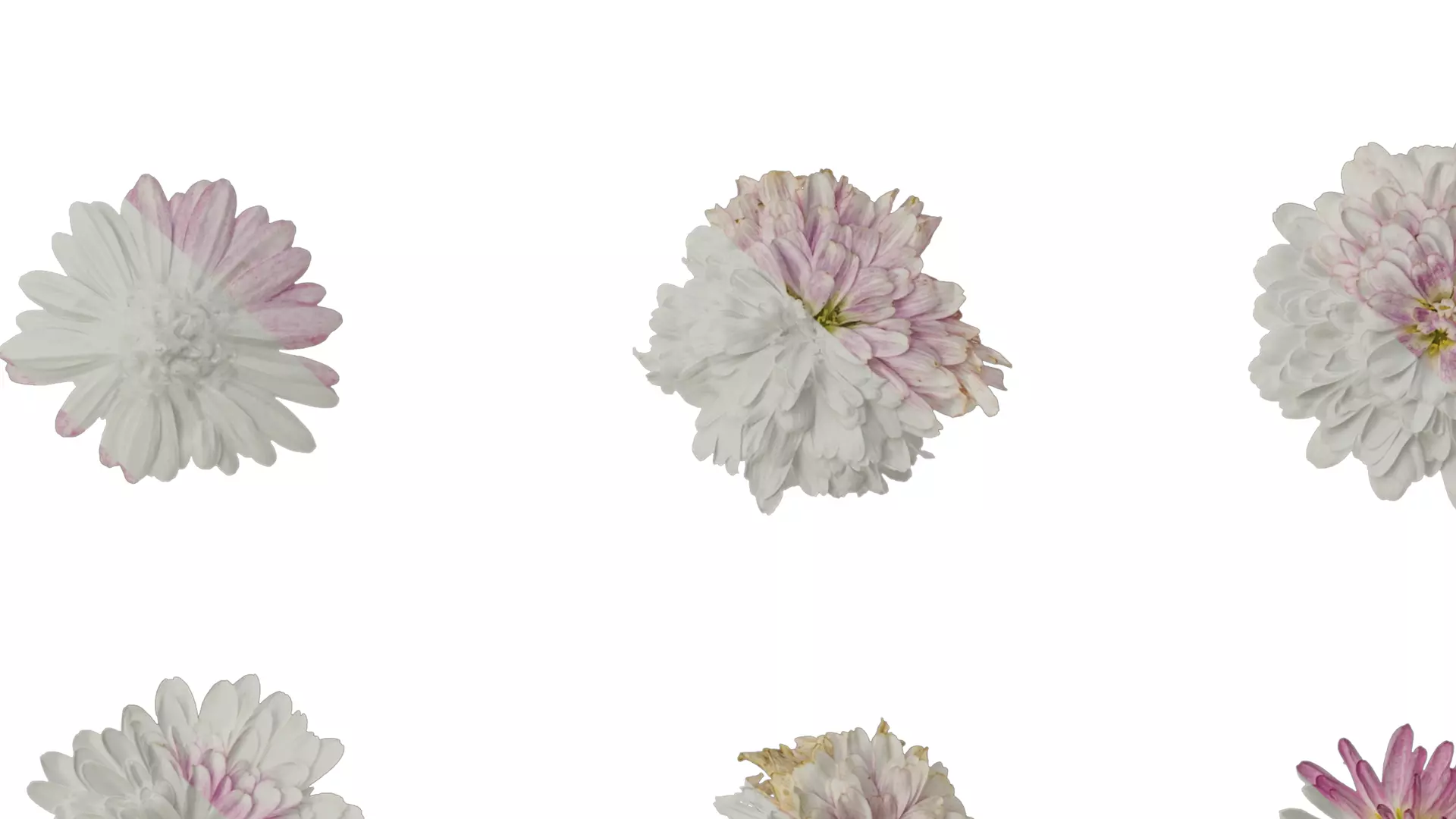 Anydrafts Bellis perennis Atlas 05 Texture_7