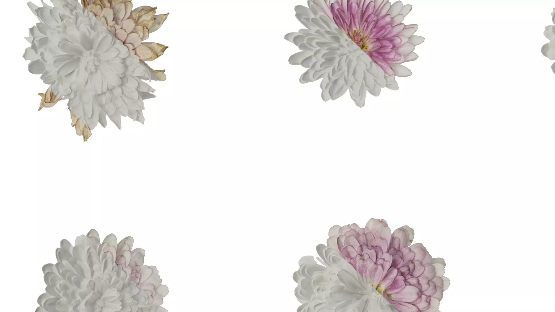 Anydrafts Bellis perennis Atlas 05 Texture_1