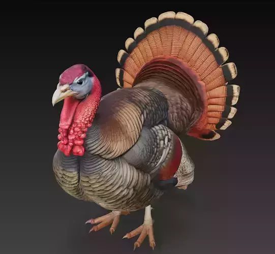 Turkey Bird - Realistic Stylized 3D Model