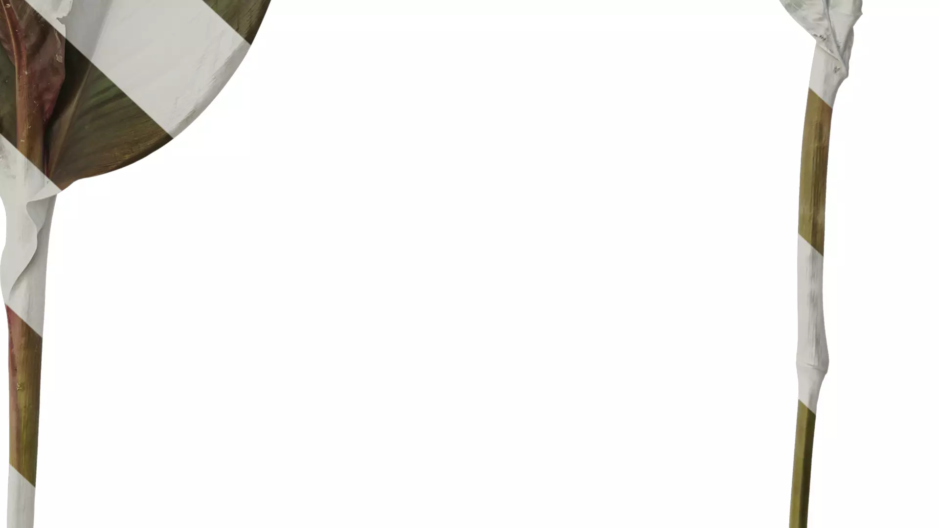 Anydrafts Canna indica Atlas 04 Texture_6