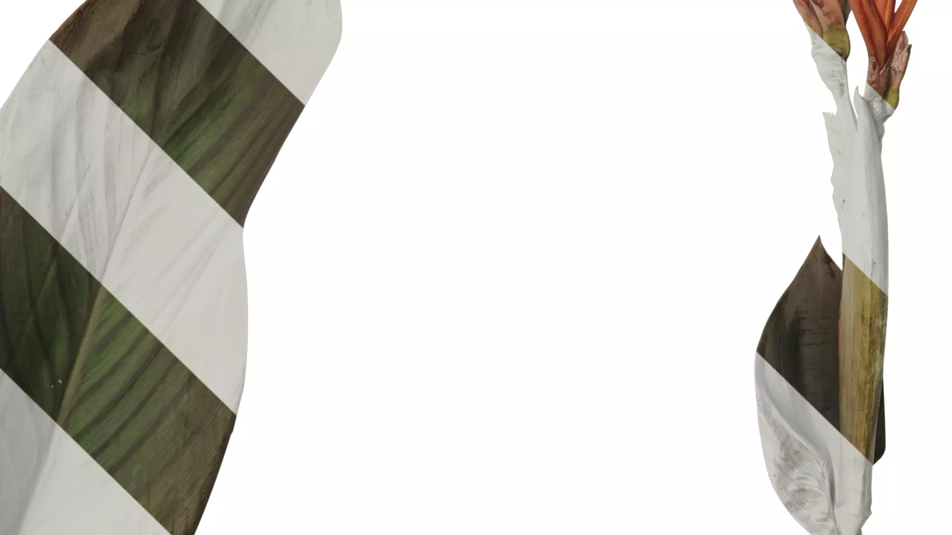 Anydrafts Canna indica Atlas 04 Texture_4