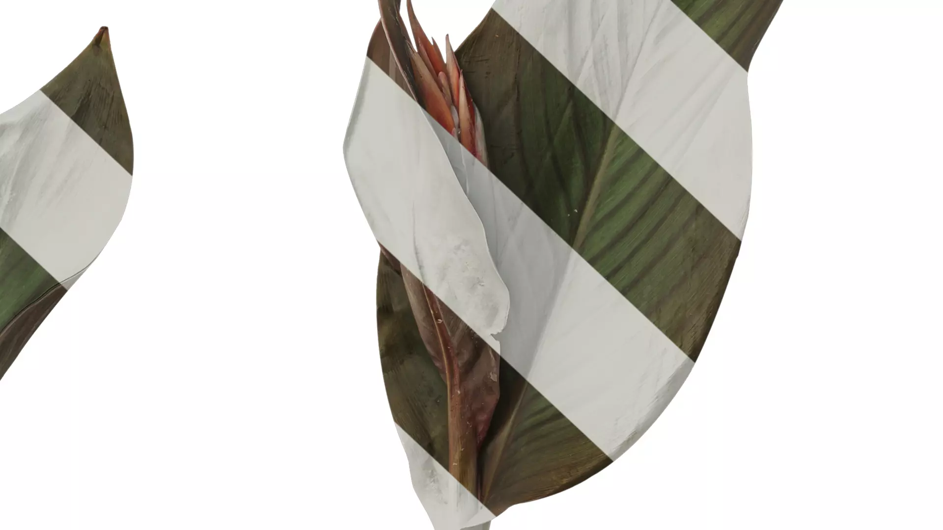 Anydrafts Canna indica Atlas 04 Texture_7