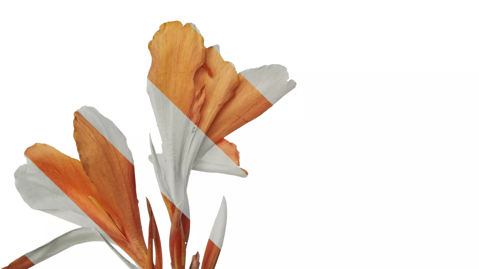 Anydrafts Canna indica Atlas 04 Texture_1