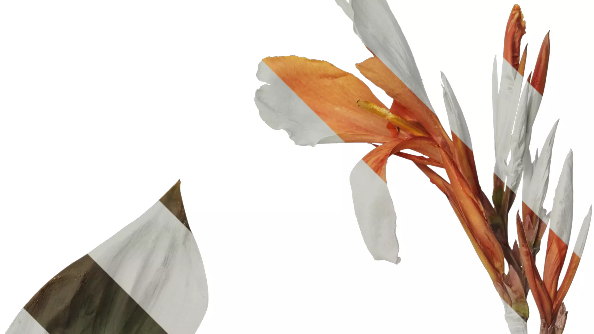 Anydrafts Canna indica Atlas 04 Texture_2