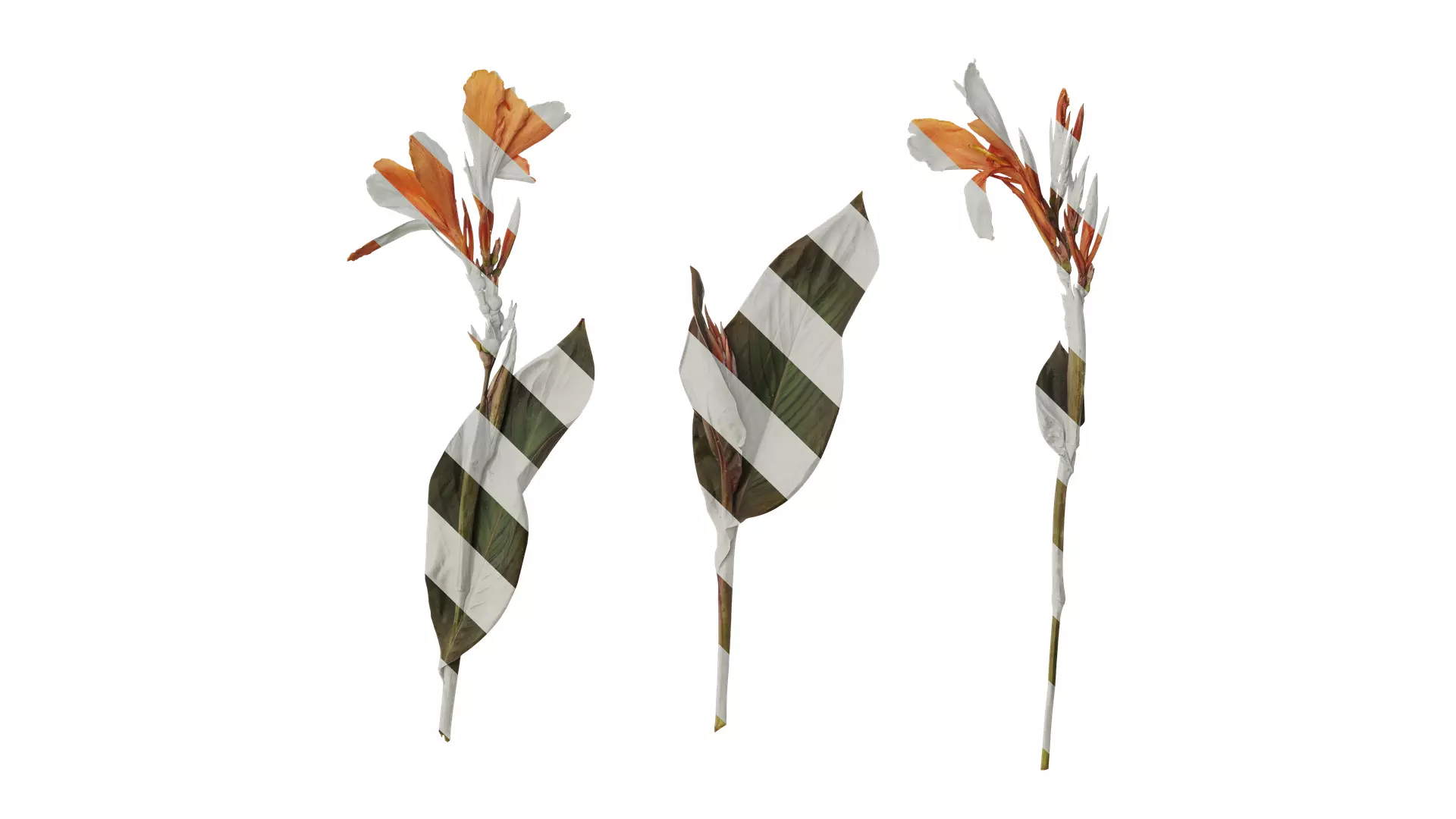 Anydrafts Canna indica Atlas 04 Texture_0