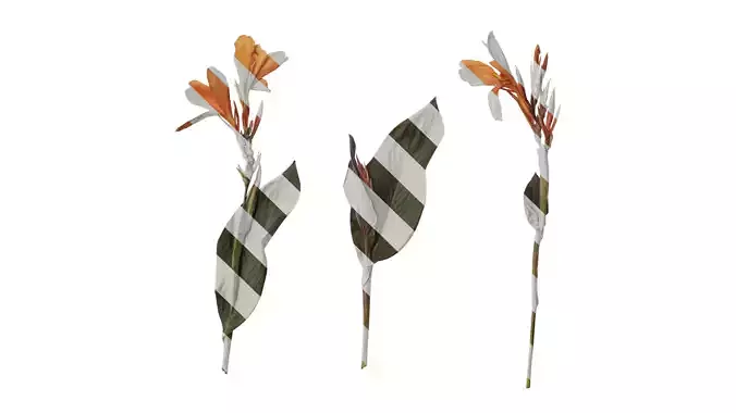 Anydrafts Canna indica Atlas 04