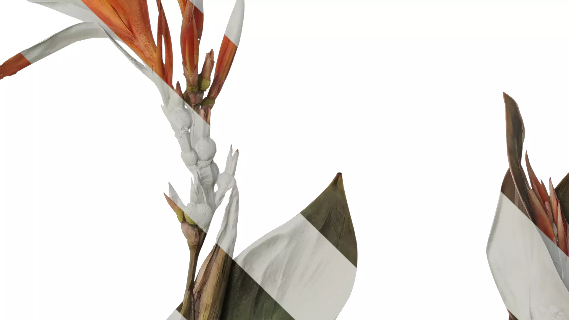 Anydrafts Canna indica Atlas 04 Texture_3