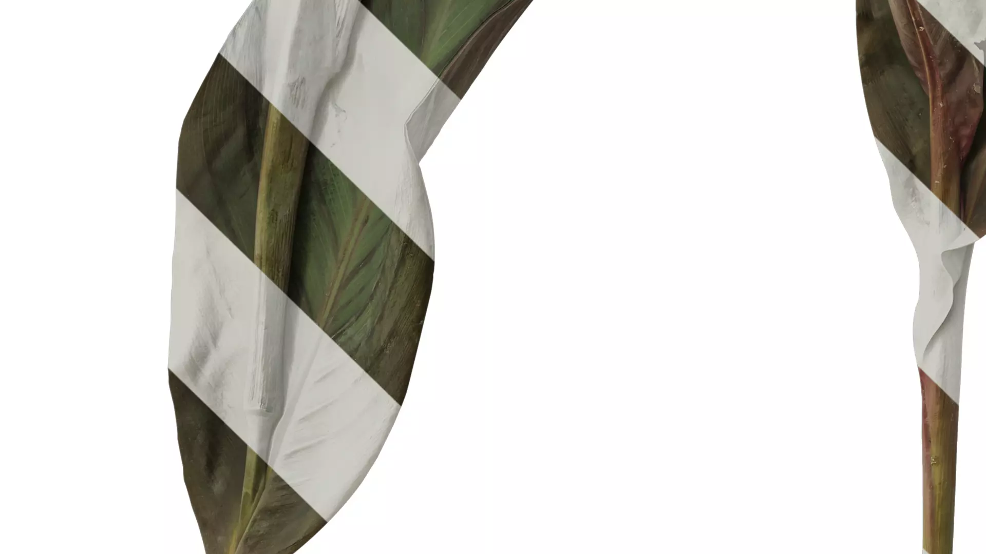 Anydrafts Canna indica Atlas 04 Texture_5