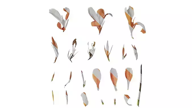 Anydrafts Canna indica Flower 04