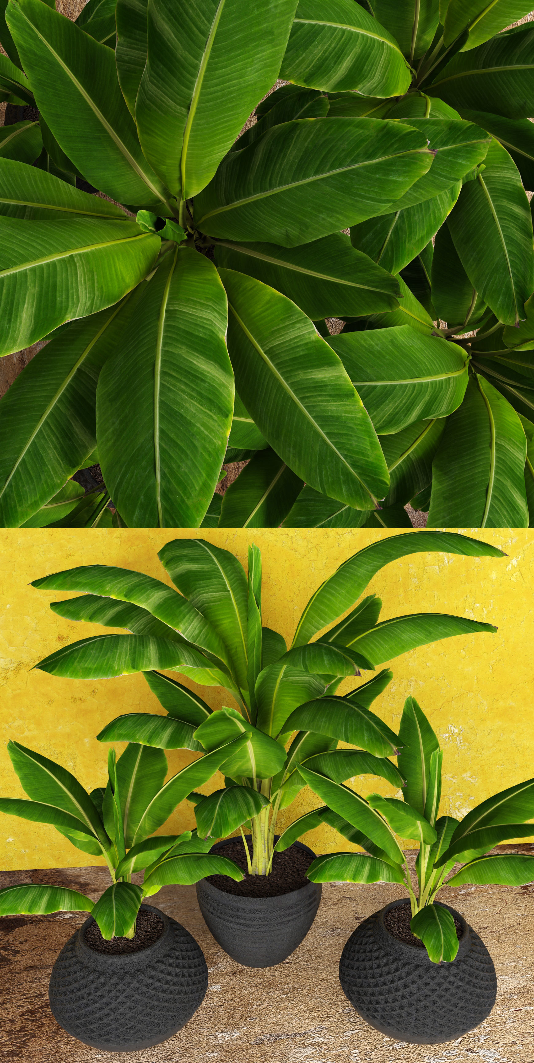 Banana Tree 3D model_7