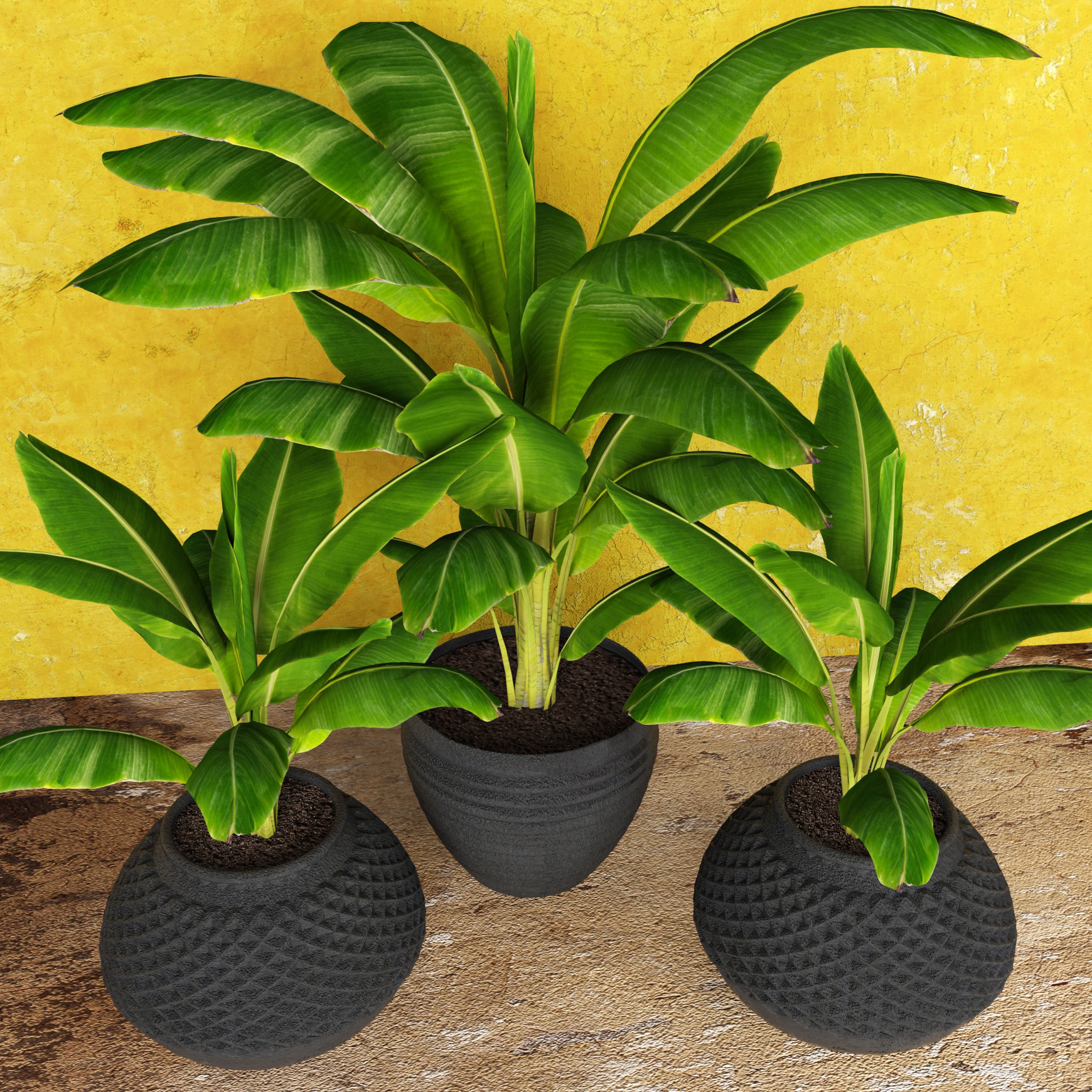 Banana Tree 3D model_6