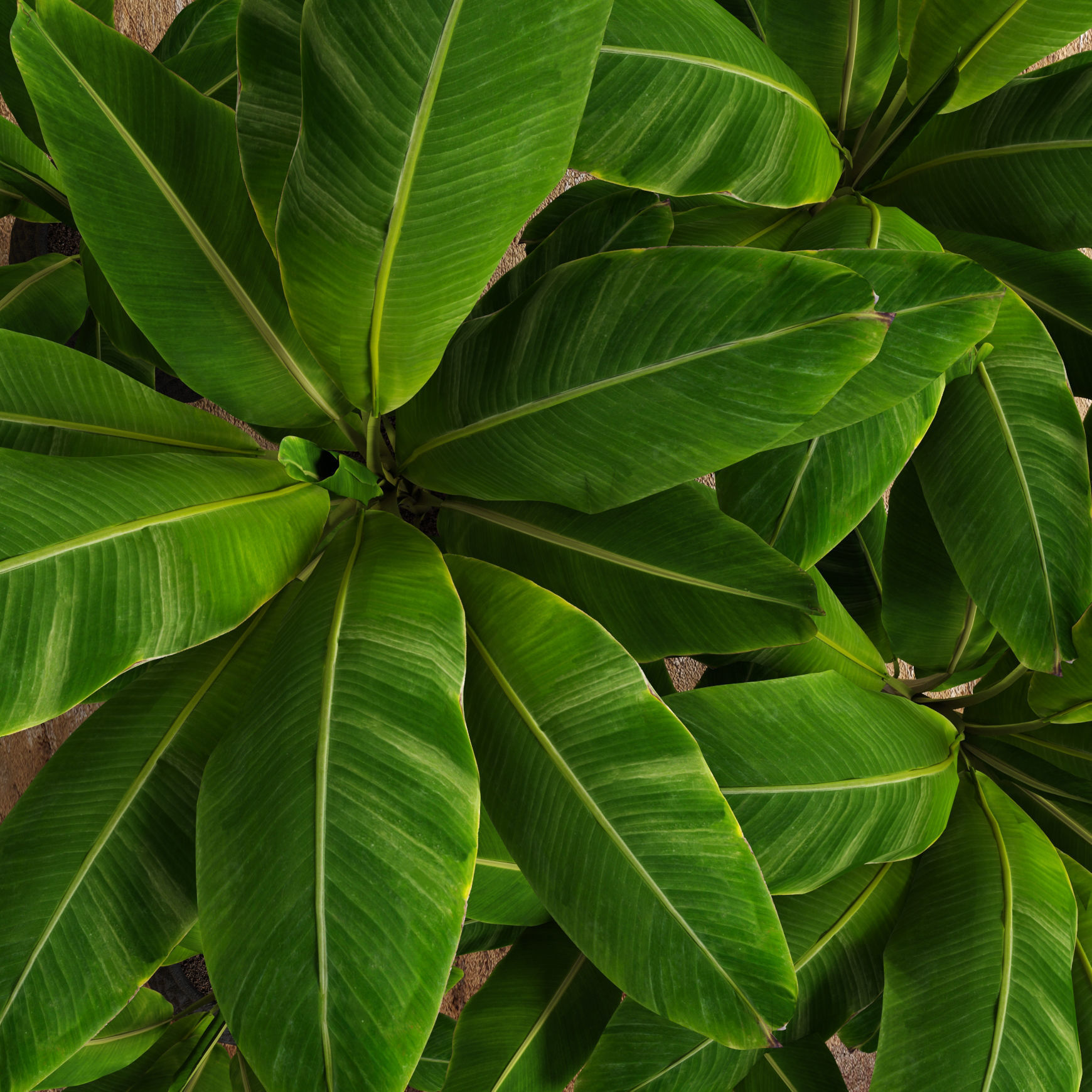 Banana Tree 3D model_5