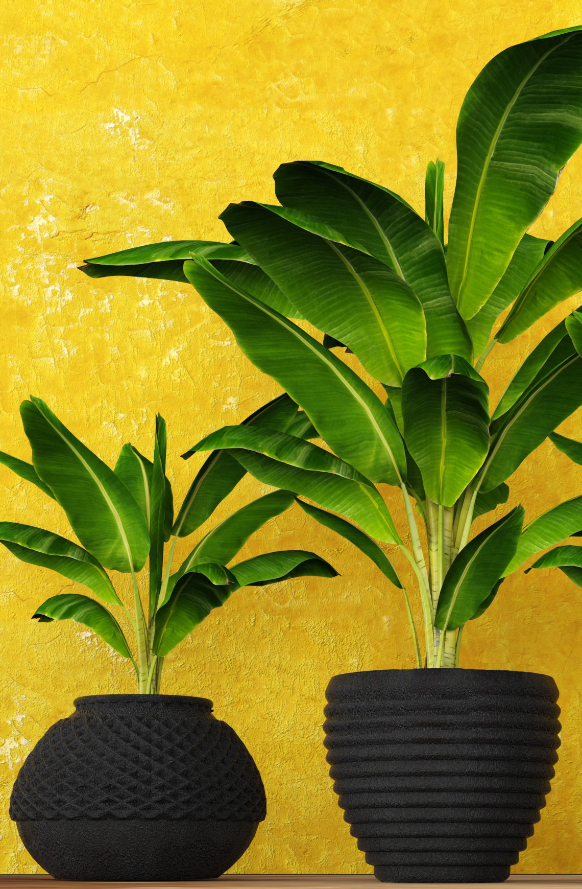 Banana Tree 3D model_2