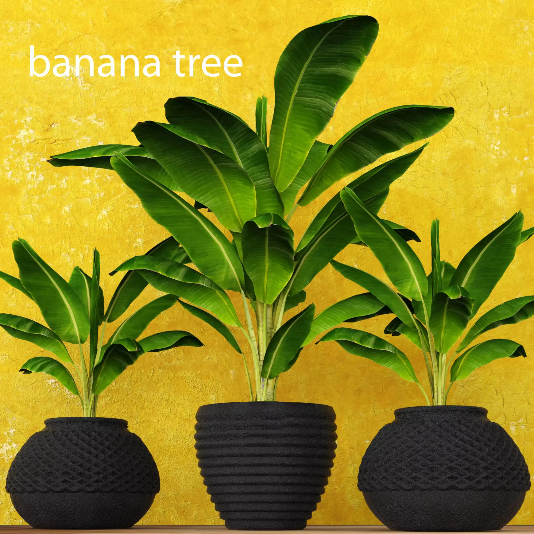 Banana Tree 3D model_0