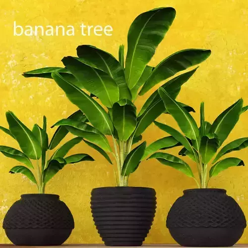 Banana Tree 3D model