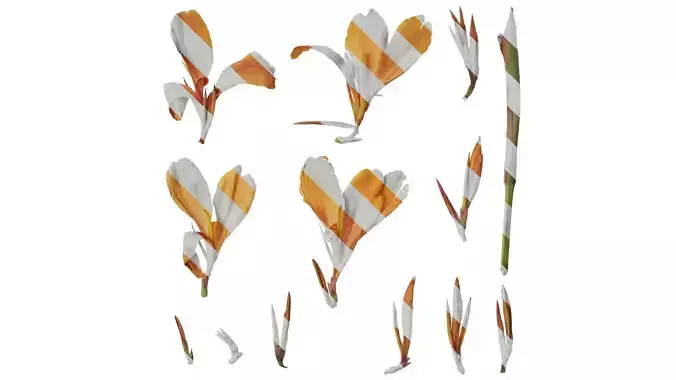 Anydrafts Canna indica Flower 05