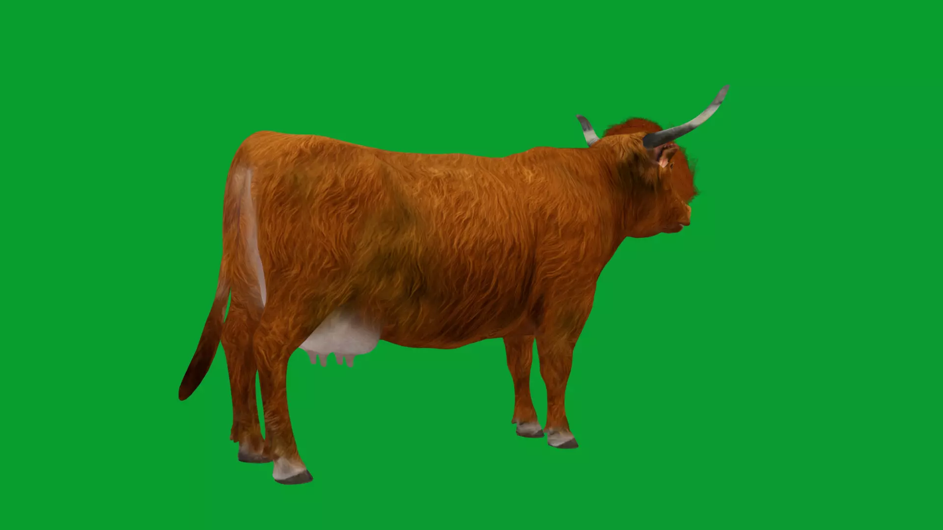 Highland Cattle Low-poly 3D model_46
