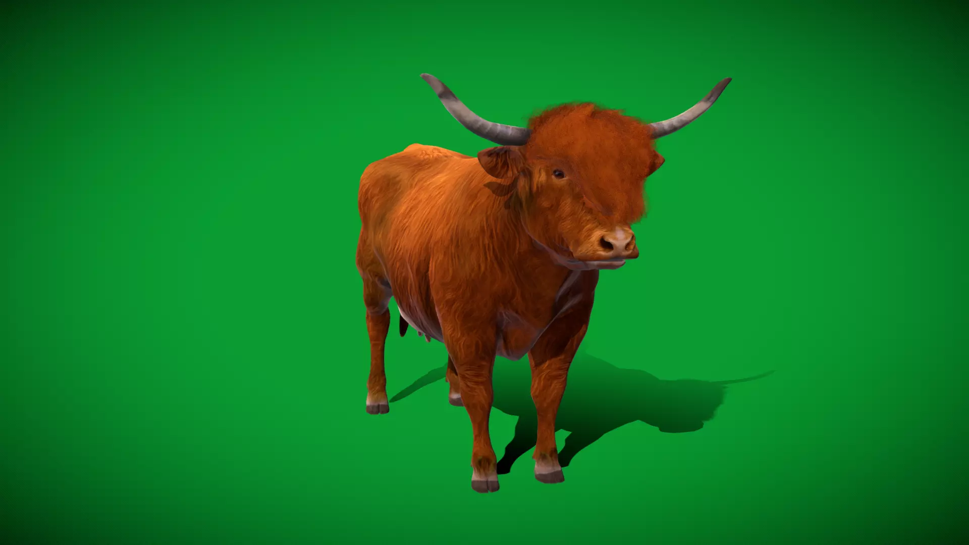 Highland Cattle Low-poly 3D model_52