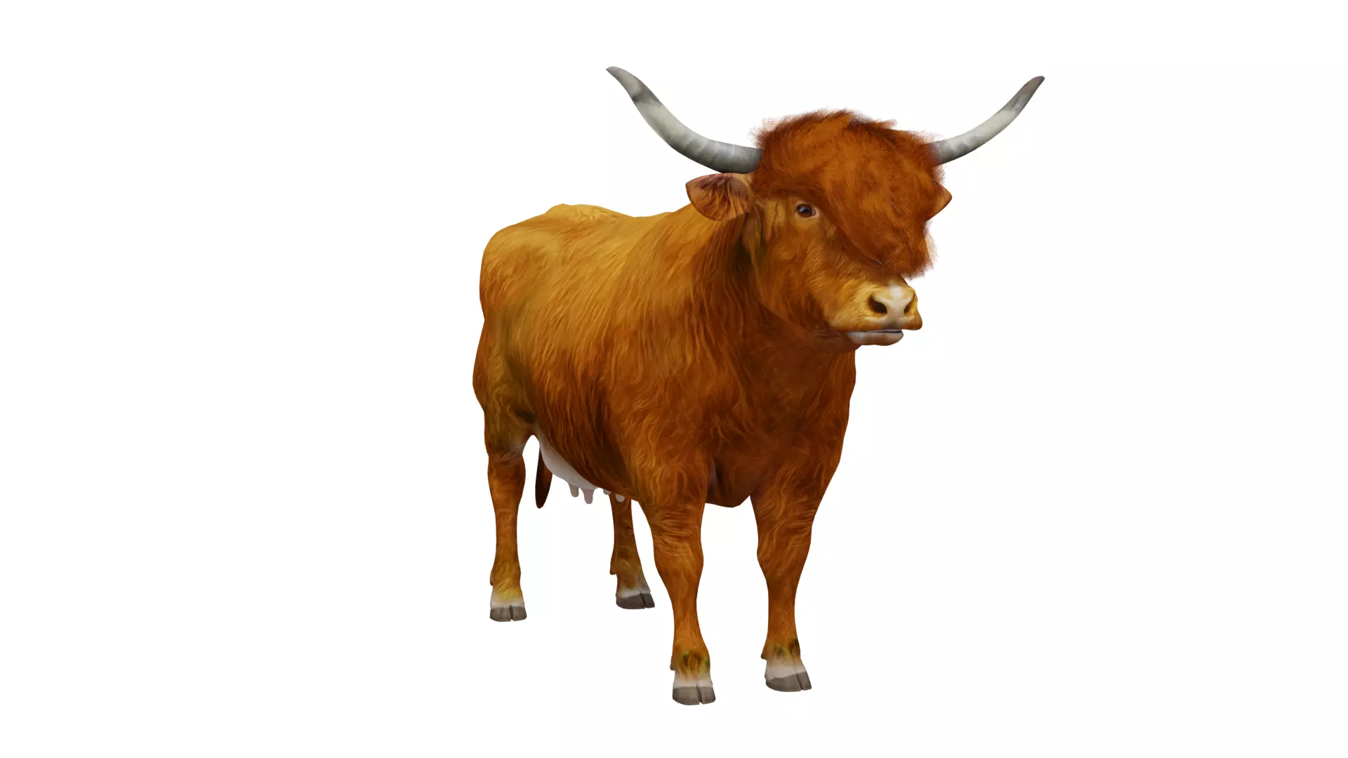 Highland Cattle Low-poly 3D model_5