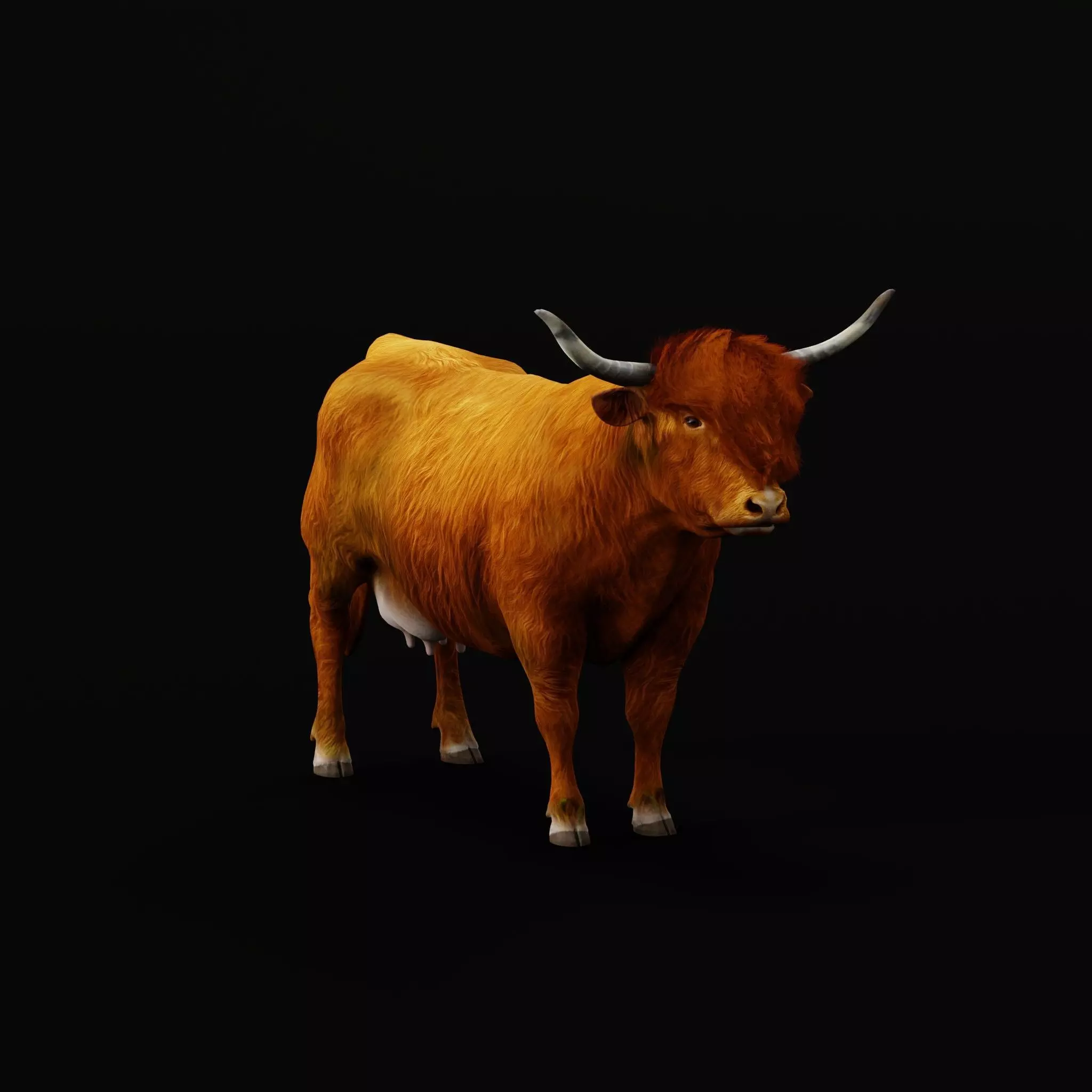 Highland Cattle Low-poly 3D model_11