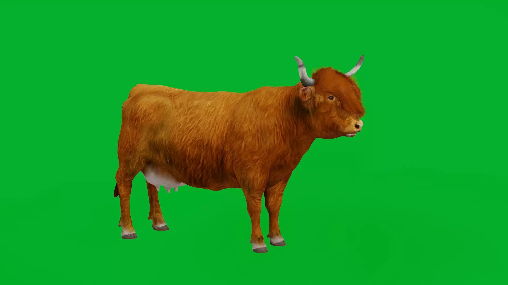 Highland Cattle Low-poly 3D model_8