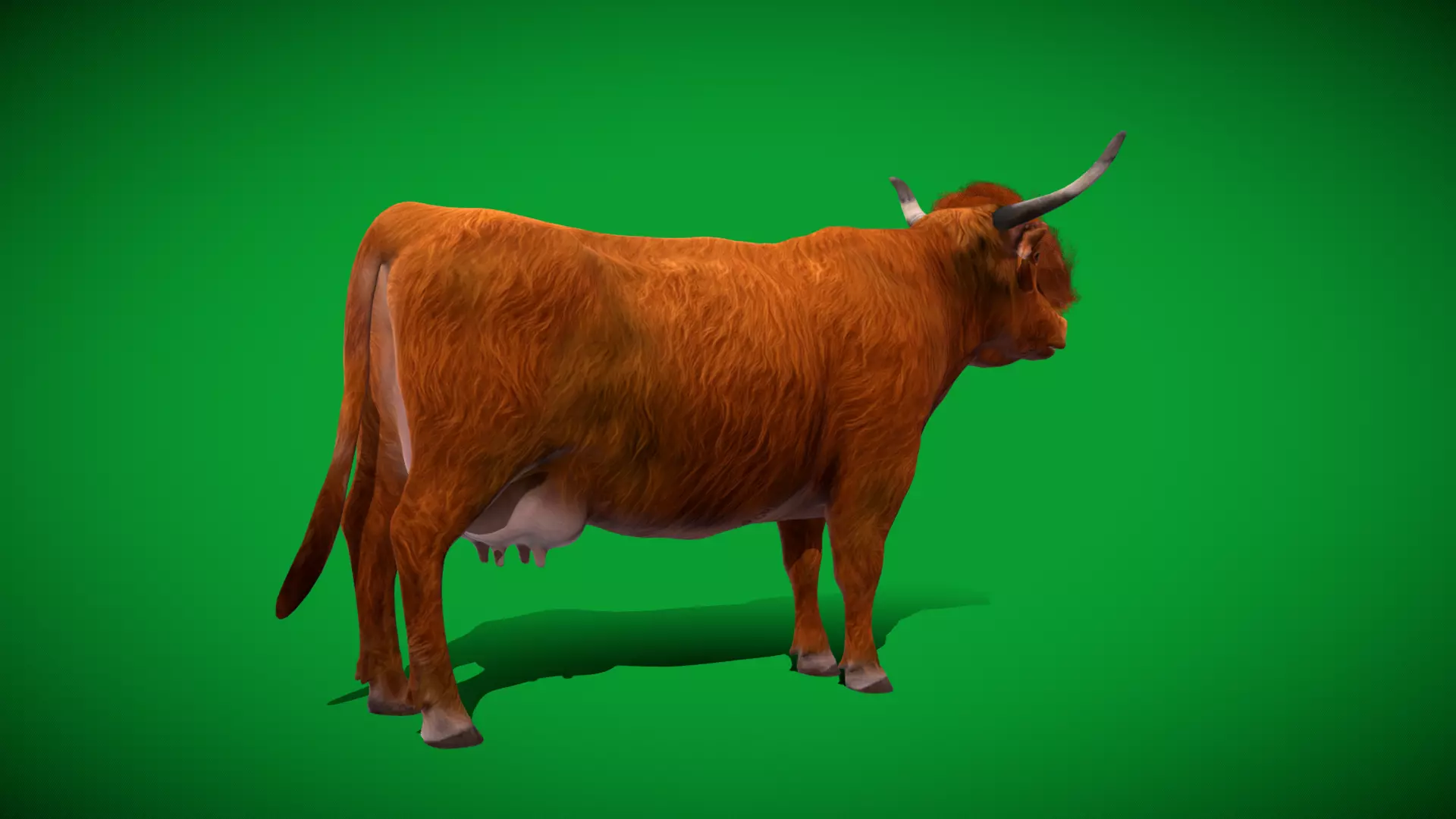 Highland Cattle Low-poly 3D model_49