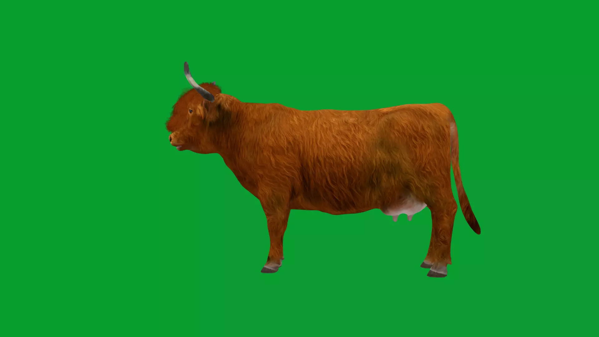 Highland Cattle Low-poly 3D model_35