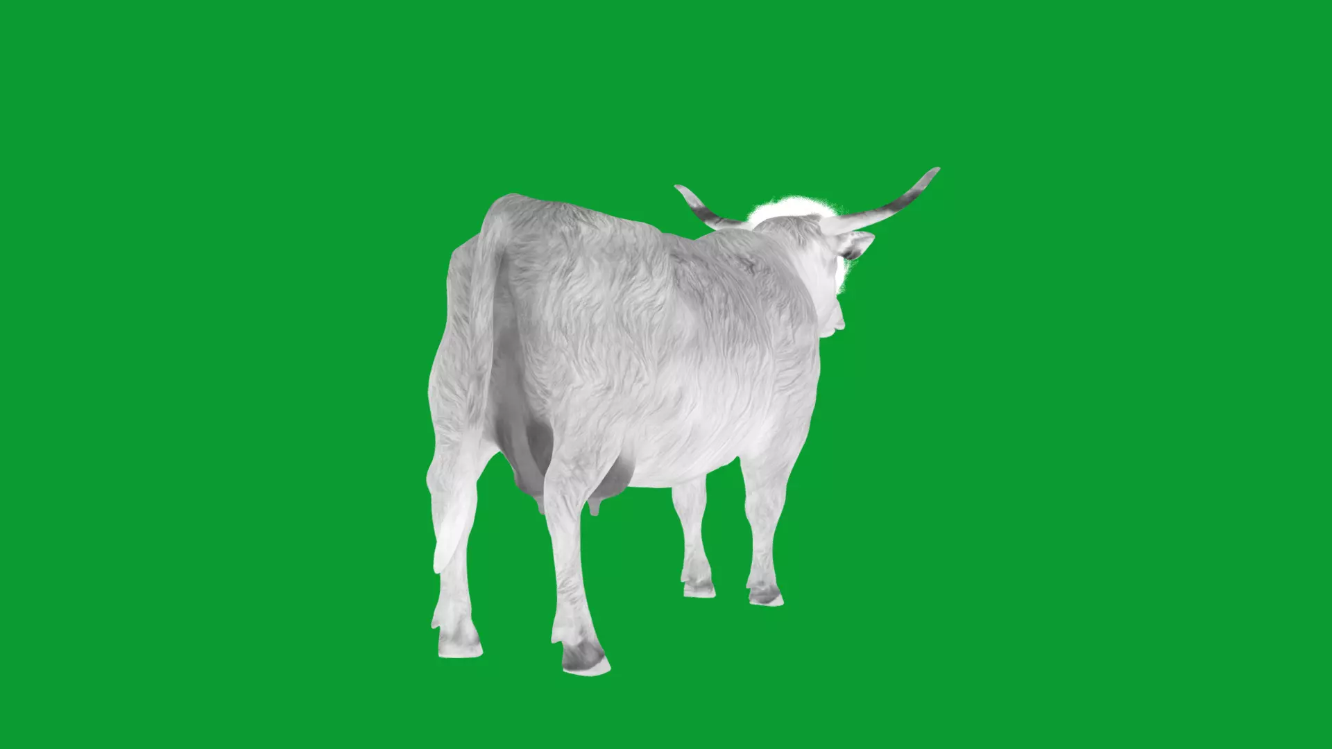 Highland Cattle Low-poly 3D model_22