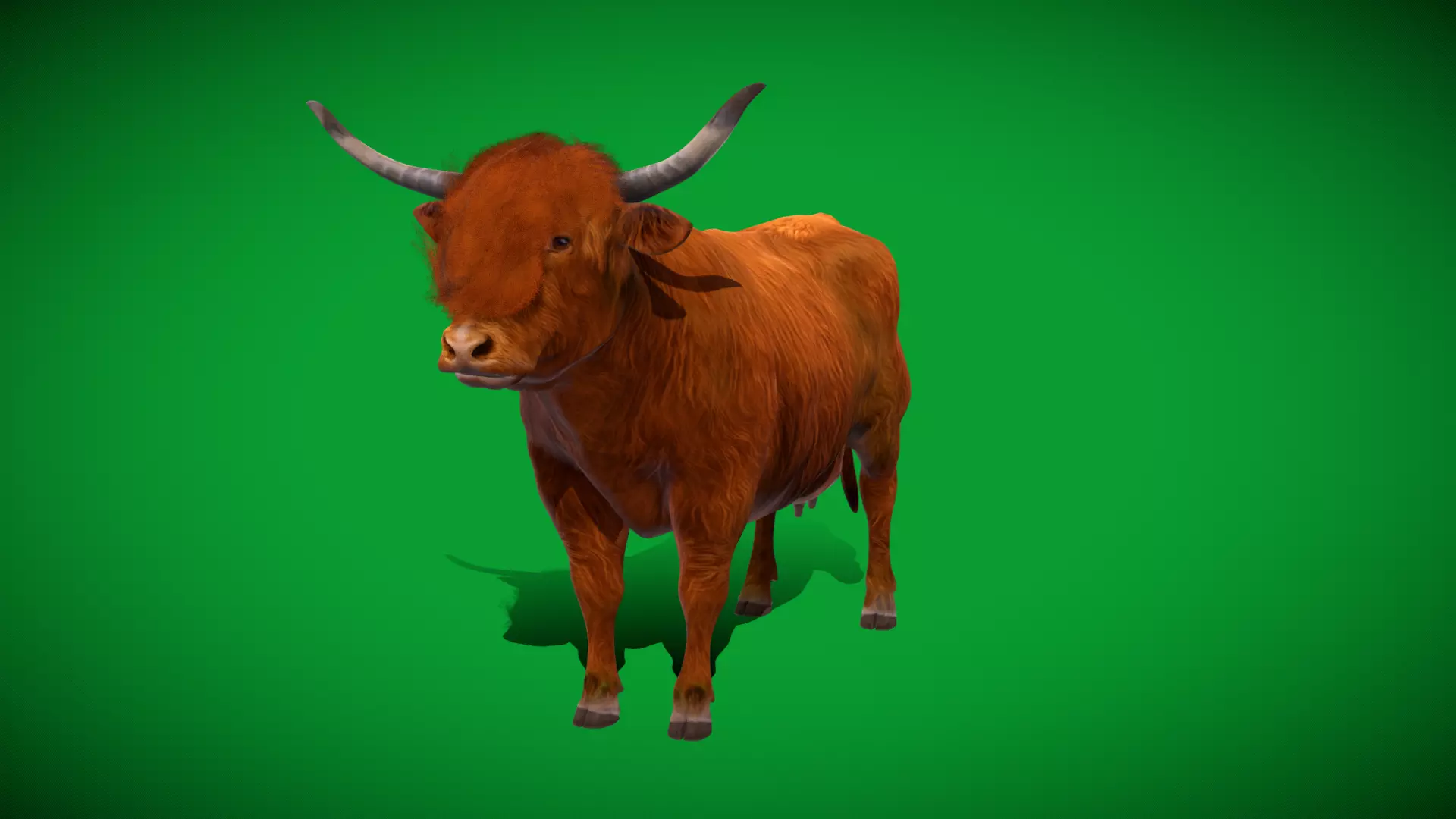Highland Cattle Low-poly 3D model_53