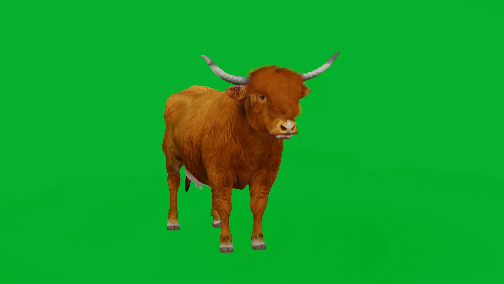 Highland Cattle Low-poly 3D model_7
