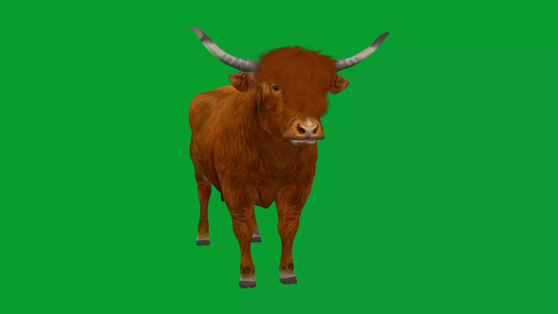 Highland Cattle Low-poly 3D model_21