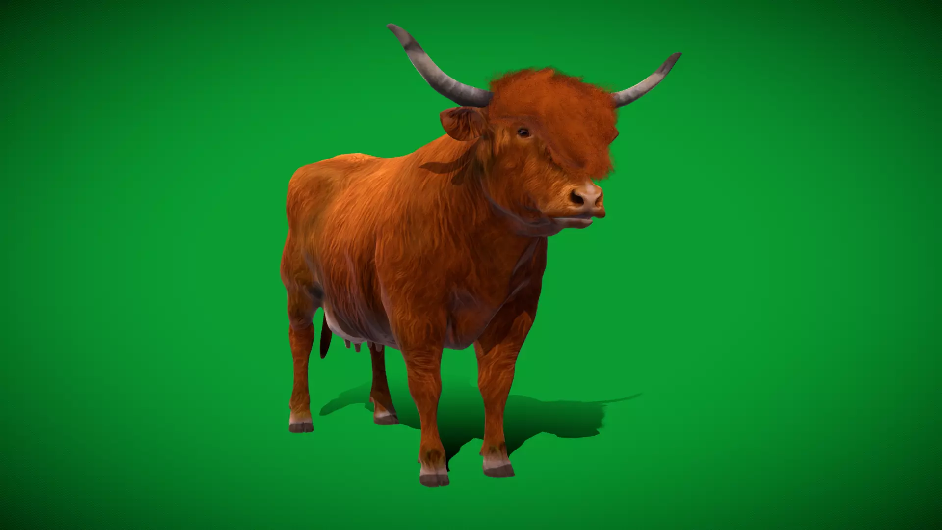 Highland Cattle Low-poly 3D model_50