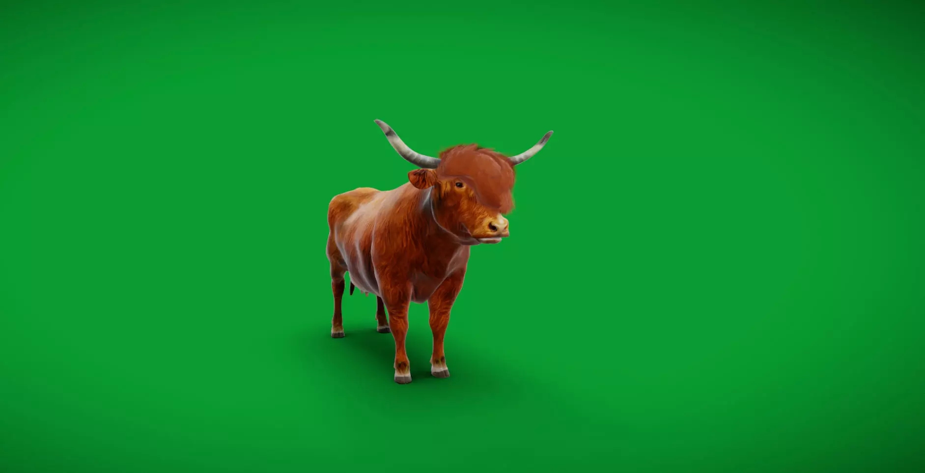Highland Cattle Low-poly 3D model_9