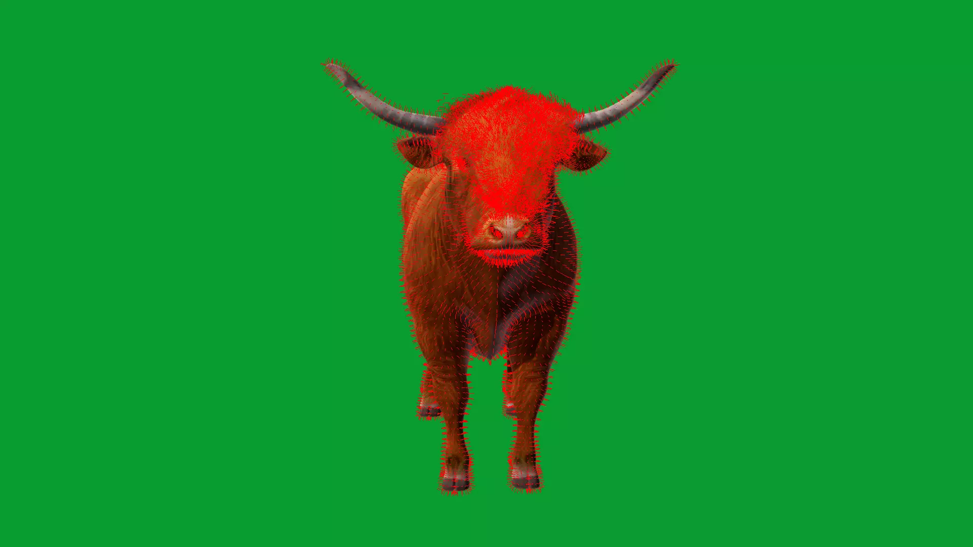 Highland Cattle Low-poly 3D model_38