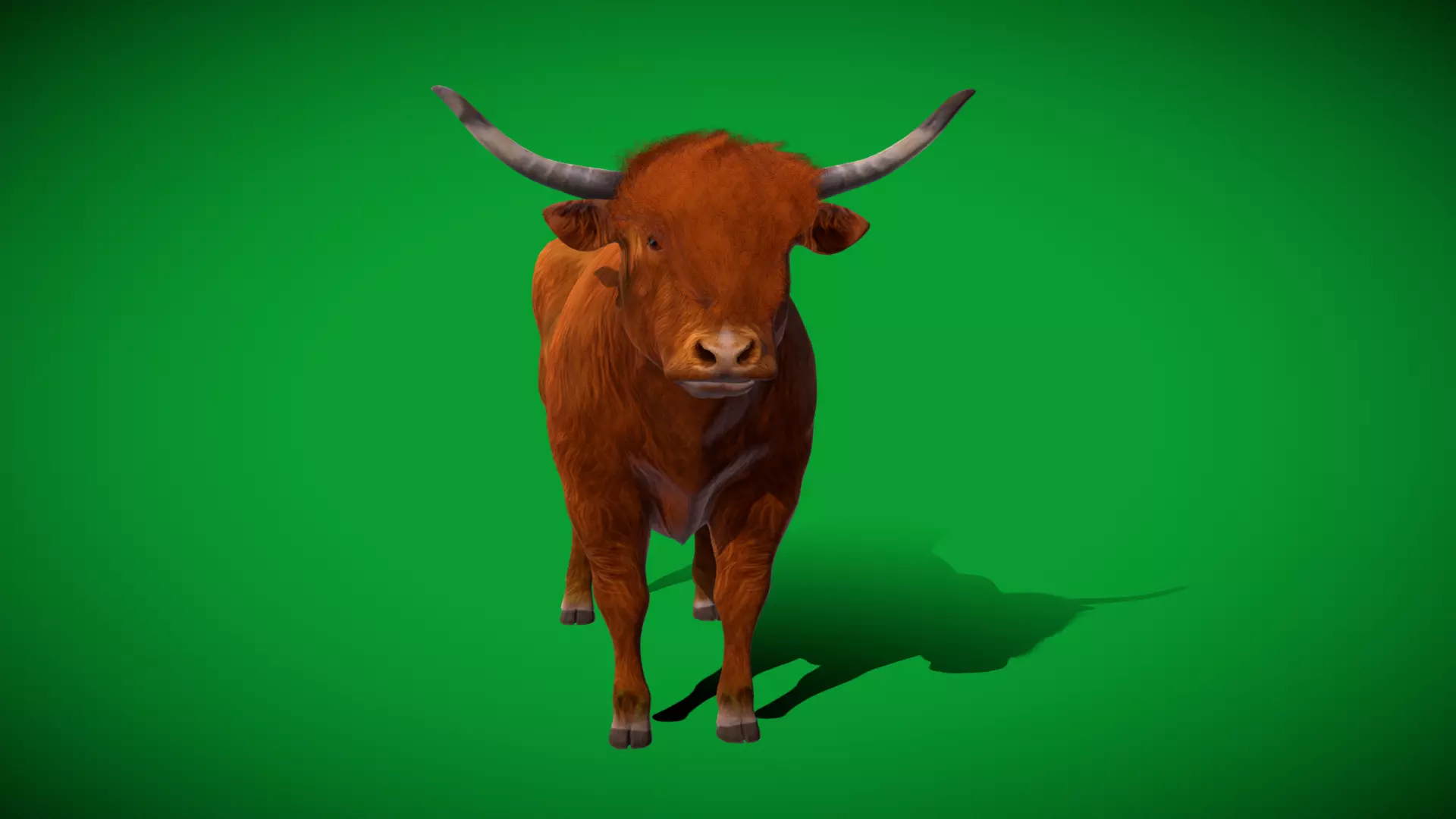 Highland Cattle Low-poly 3D model_55