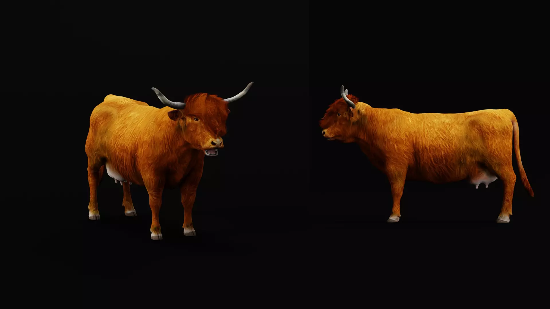 Highland Cattle Low-poly 3D model_47