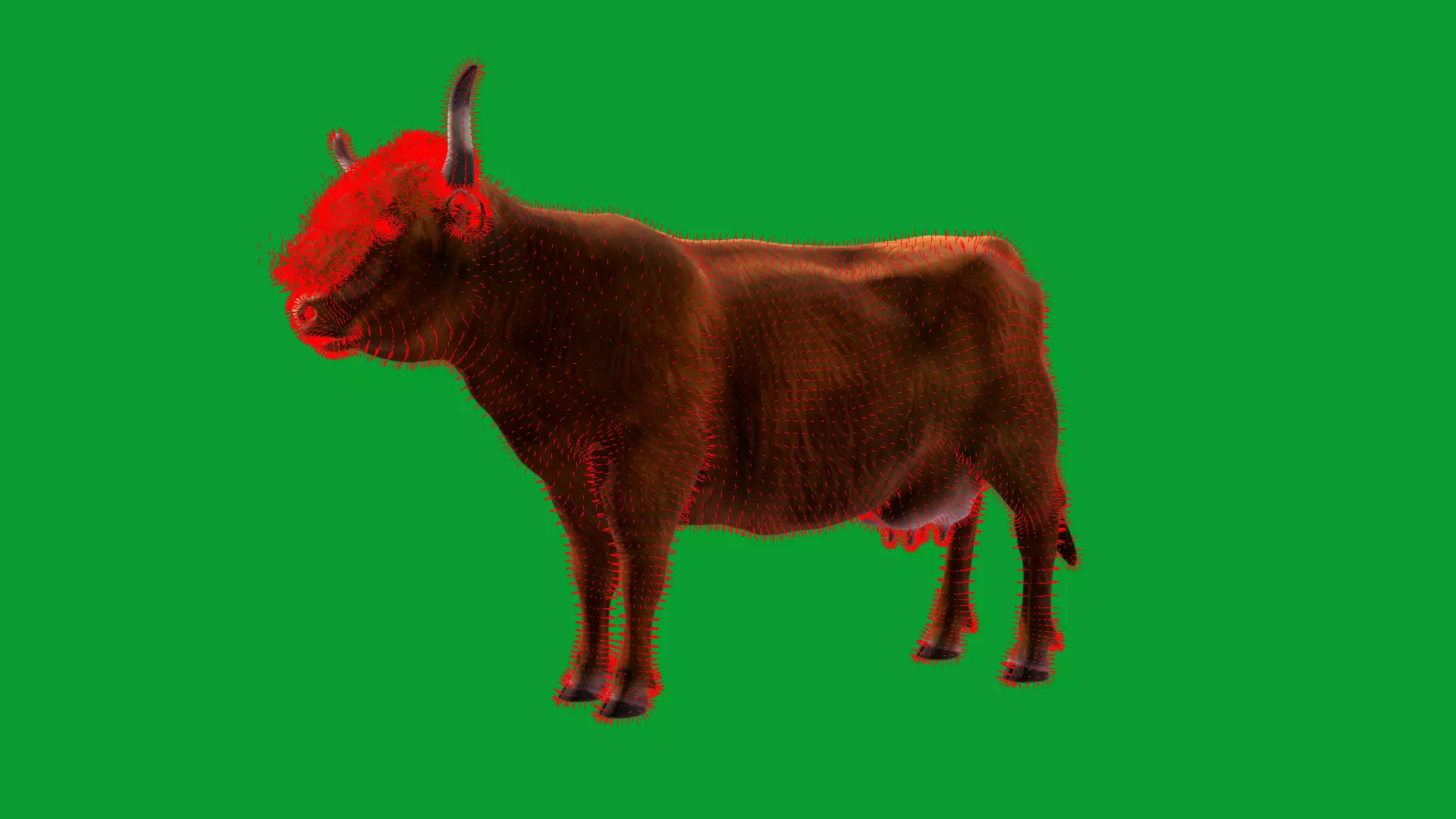 Highland Cattle Low-poly 3D model_37