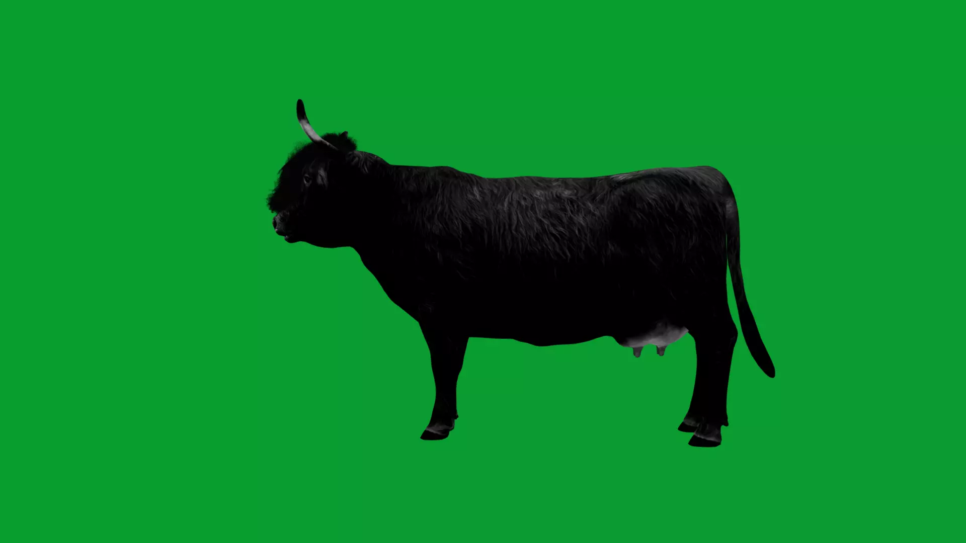 Highland Cattle Low-poly 3D model_25