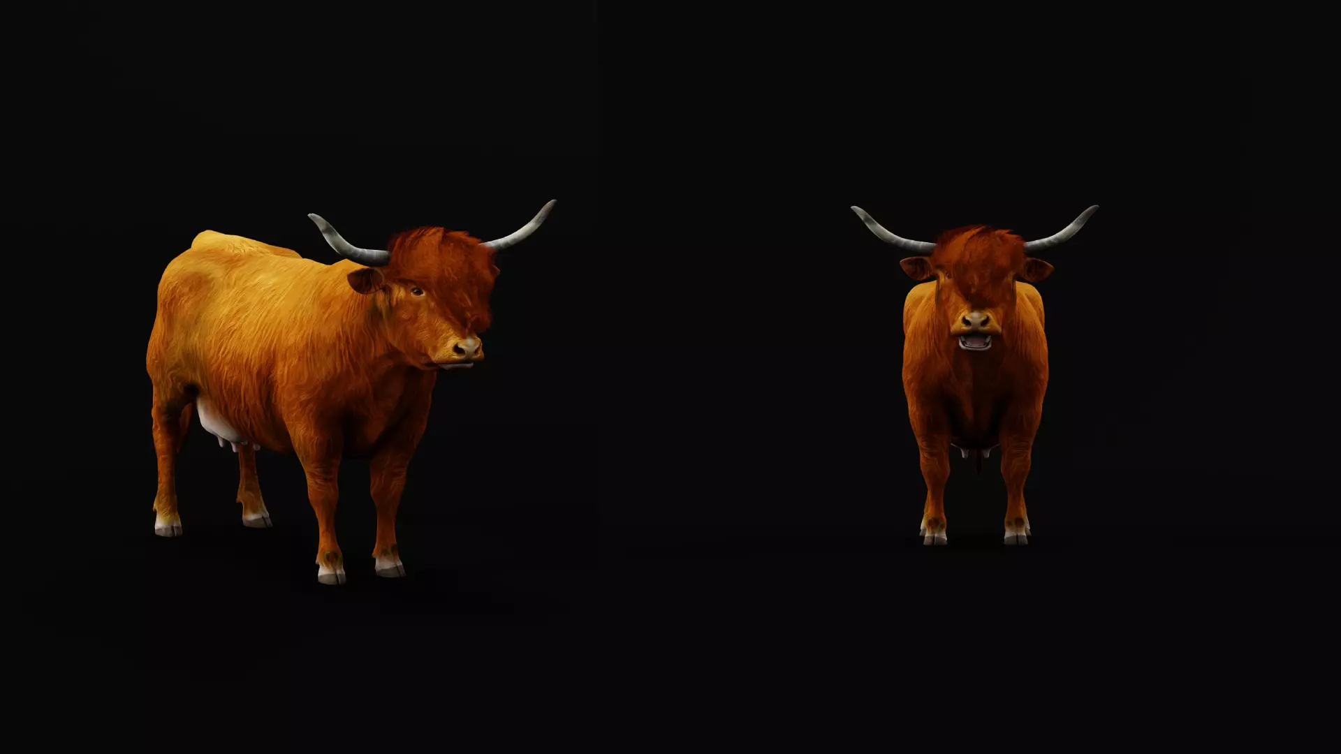 Highland Cattle Low-poly 3D model_20