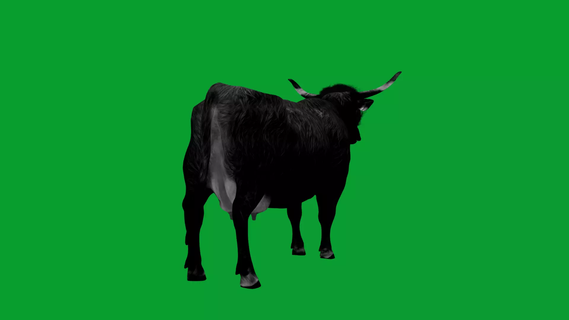 Highland Cattle Low-poly 3D model_24