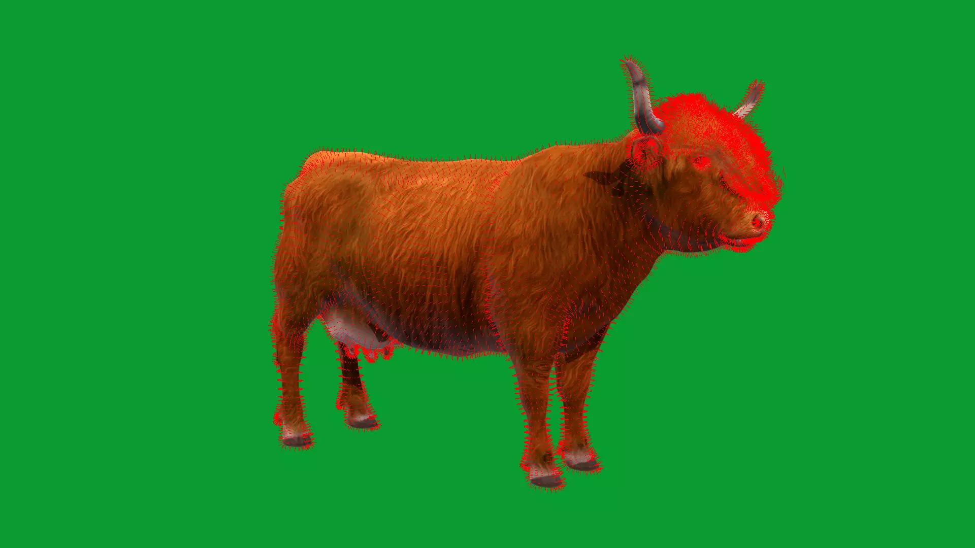 Highland Cattle Low-poly 3D model_44