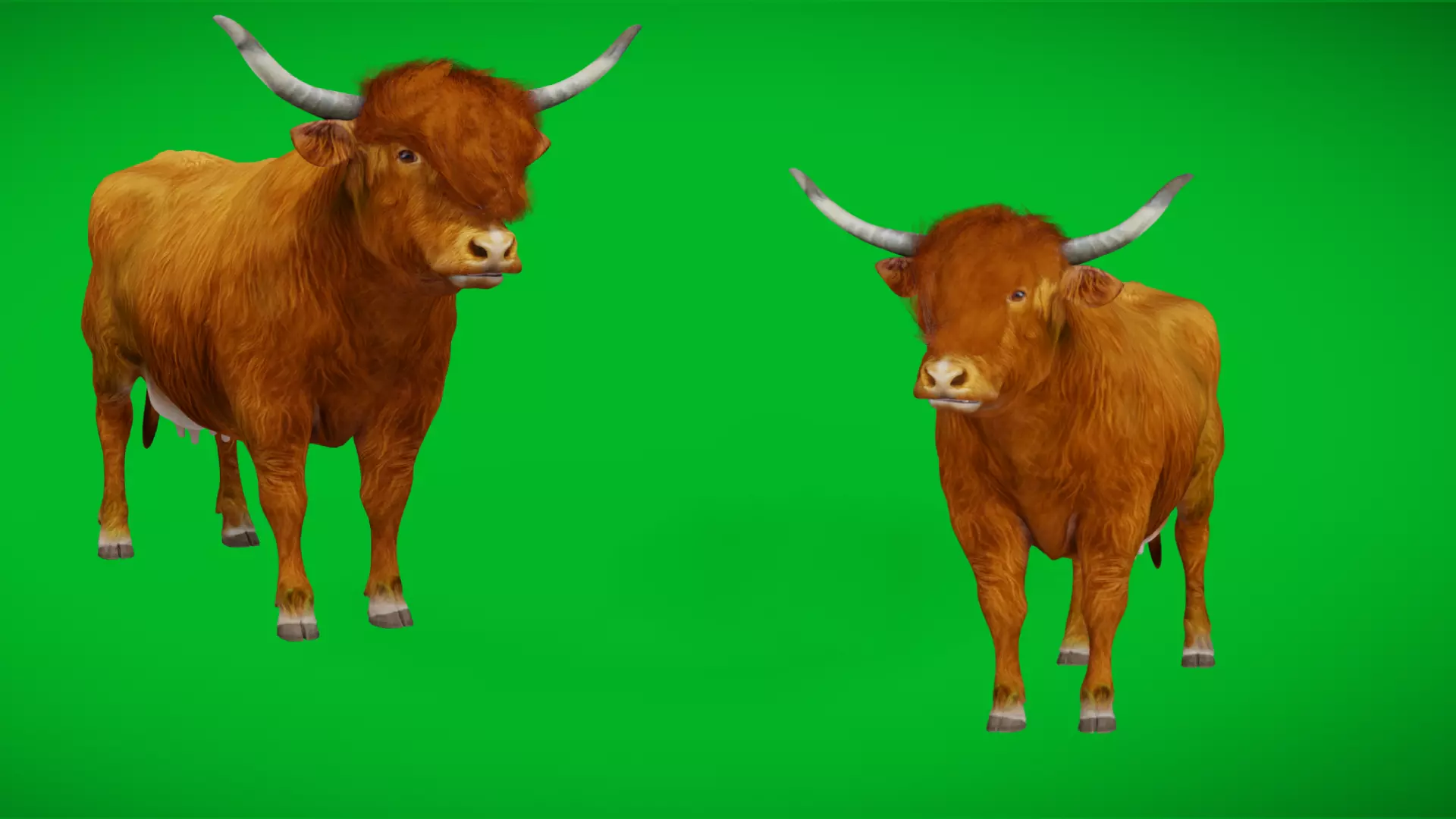 Highland Cattle Low-poly 3D model_0