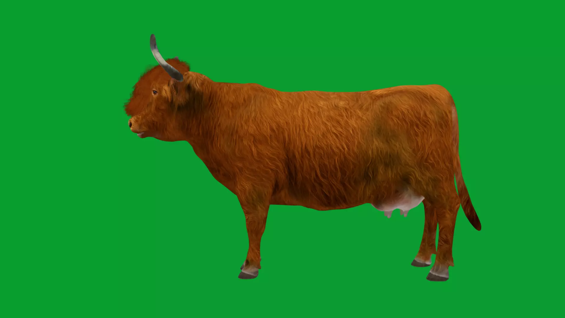 Highland Cattle Low-poly 3D model_23