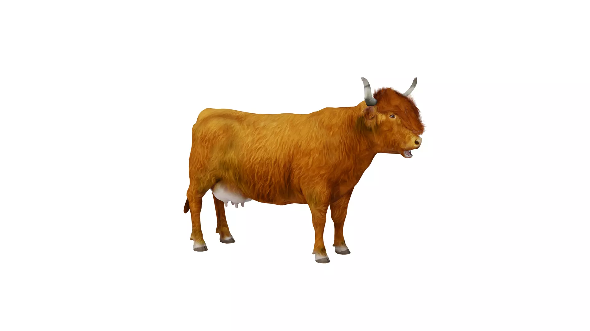 Highland Cattle Low-poly 3D model_6