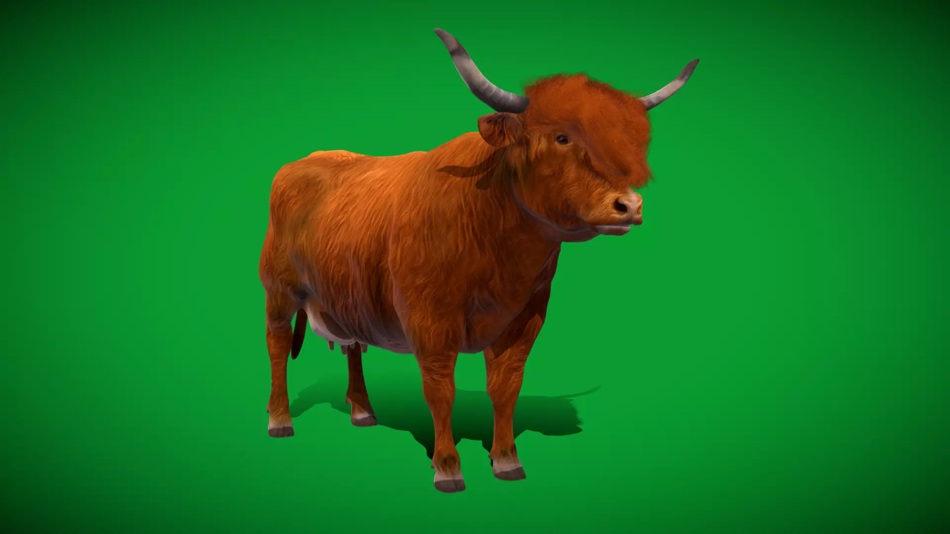 Highland Cattle Low-poly 3D model_54