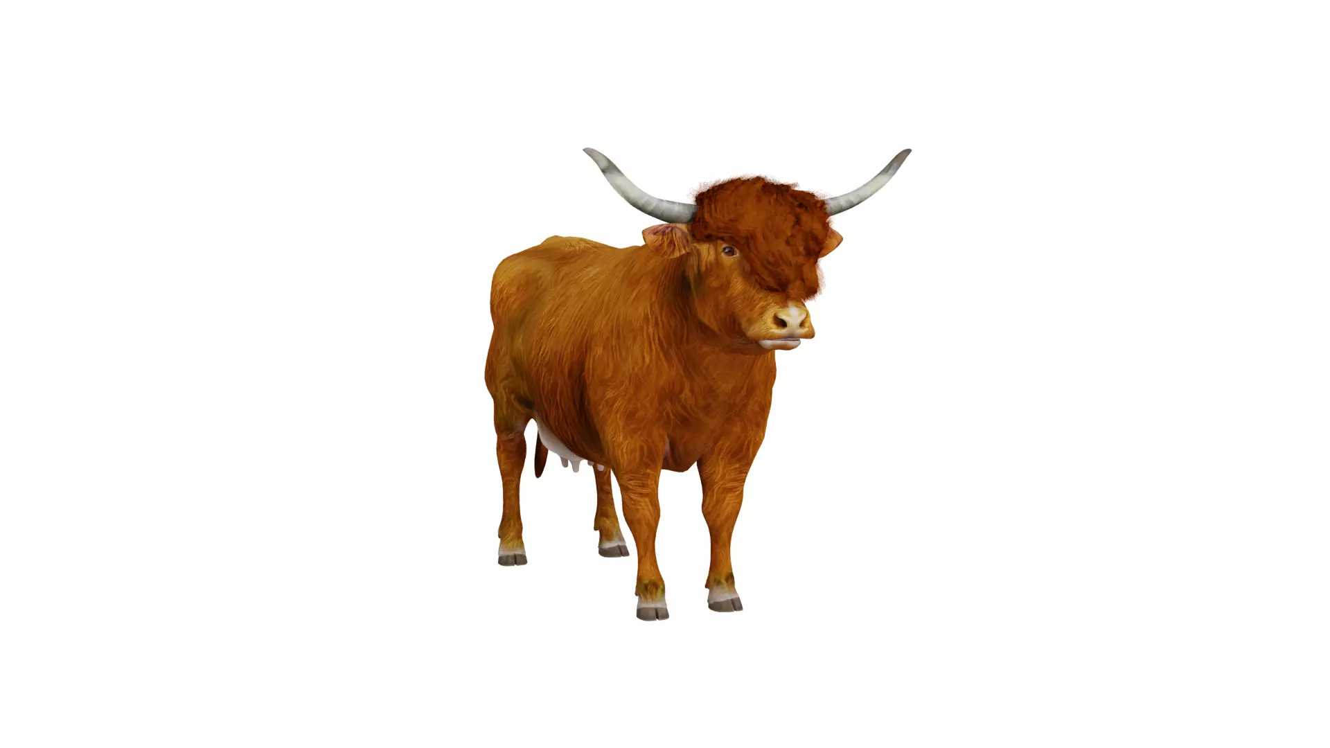 Highland Cattle Low-poly 3D model_3