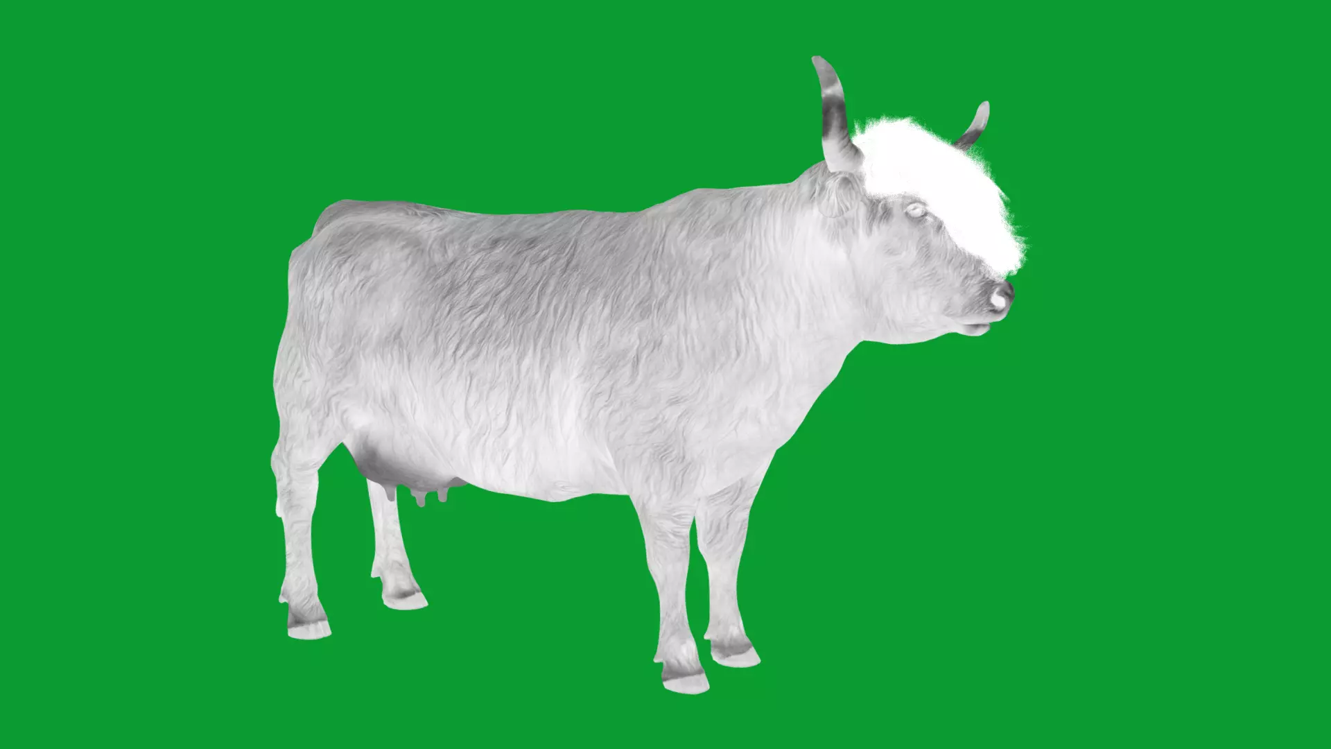 Highland Cattle Low-poly 3D model_28